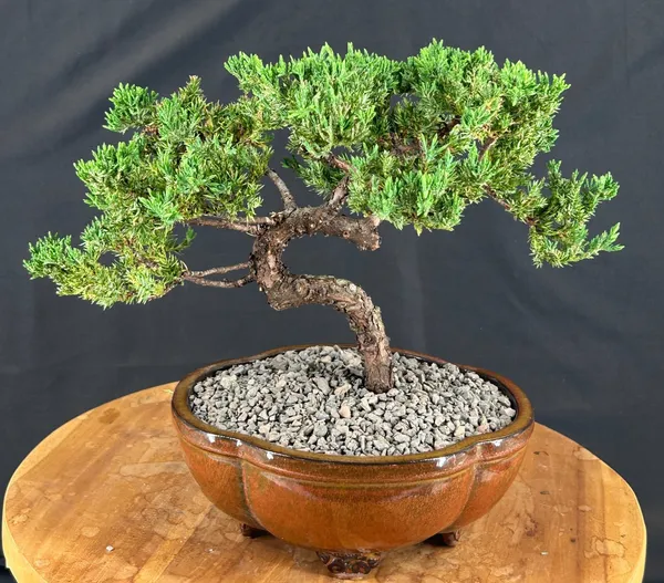 Juniper Bonsai, Trained, 12 by 12 Inches (Juniperus procumbens)