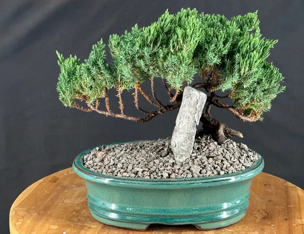 Juniper Bonsai, Trained, 11 by 10 Inches (Juniperus procumbens)