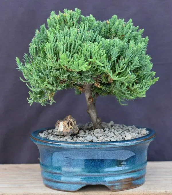 Juniper Bonsai, Upright, 5 Years Old (Juniperus procumbens 'Nana')