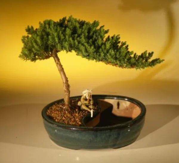 Medium Juniper Water Pot Bonsai, 6 Years Old (Juniperus procumbens 'Nana')