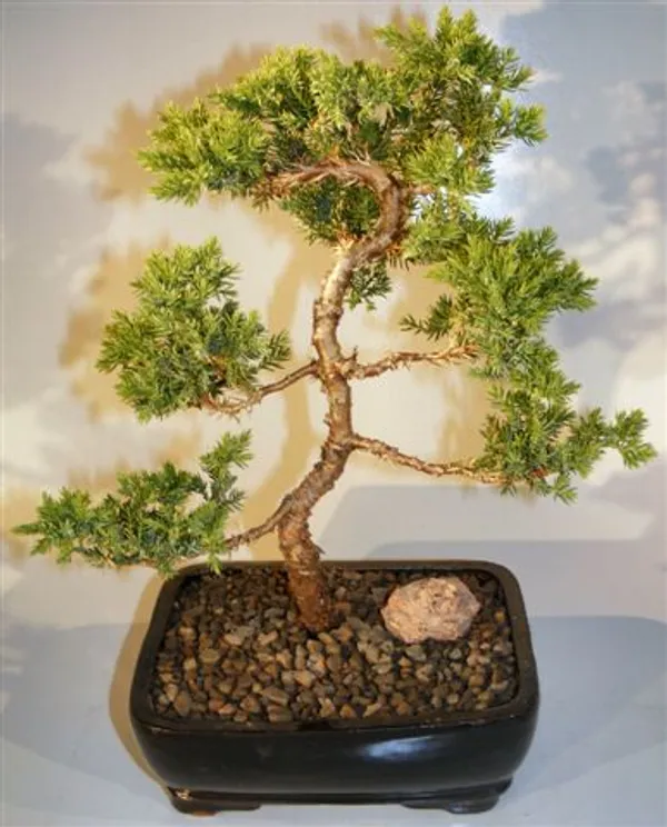 Juniper "Karate Kid" Bonsai, 7 Years Old (Juniperus procumbens 'Nana')