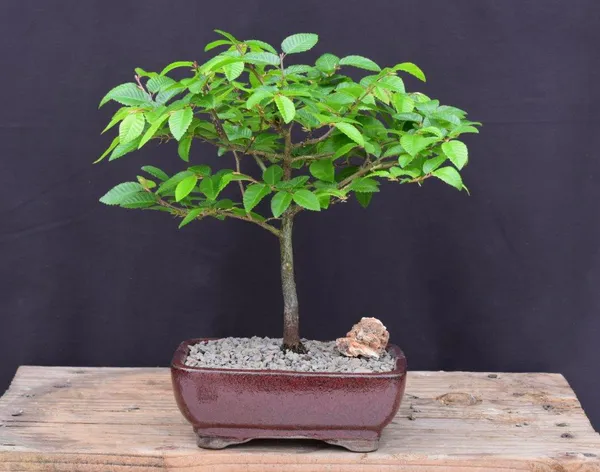 Korean Hornbeam Bonsai, 12 Years Old (Carpinus coreana)