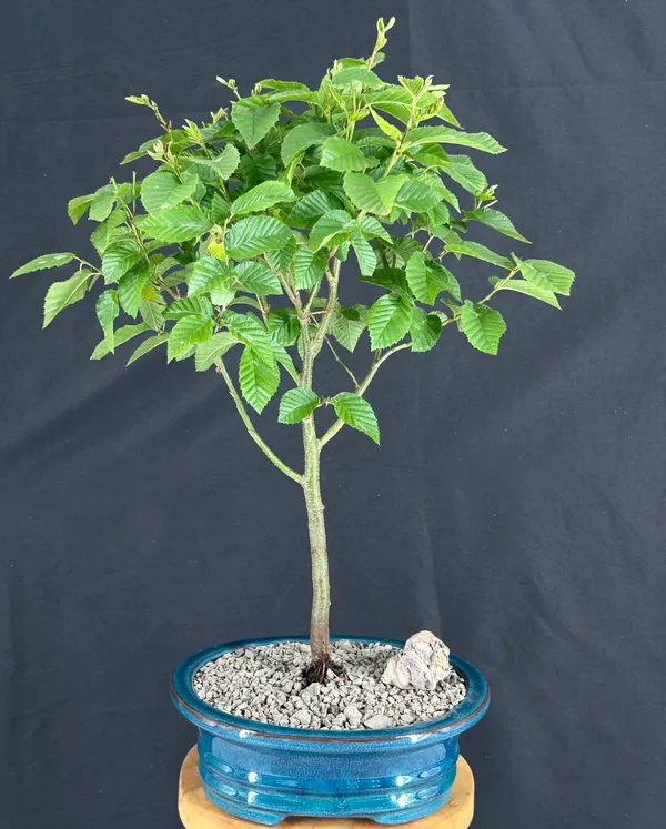 Korean Hornbeam Bonsai, 12 Years Old (Carpinus koreana 'Model Rocket')