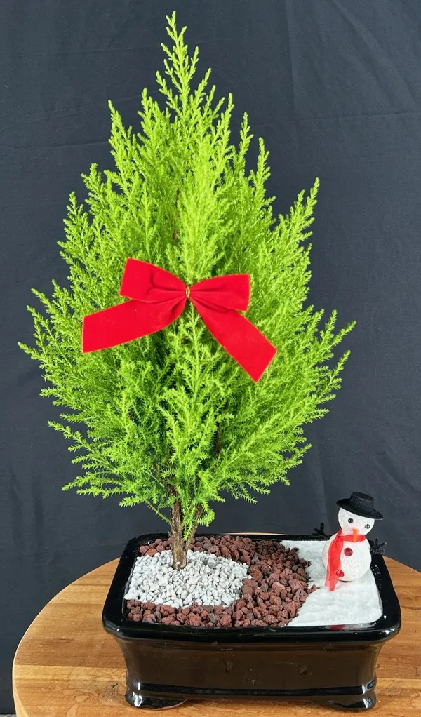 Lemon Cypress Holiday Landscape Scene Bonsai, 9 Years Old (Cupressus macrocarpa)