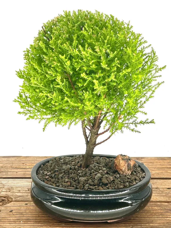 Medium Lemon Cypress Bonsai, 9 Years Old (Cupressus macrocarpa)