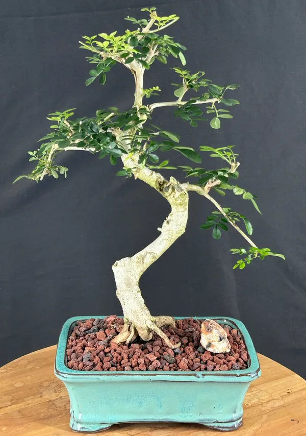 Lime Prickly Ash Bonsai (Zanthoxylum fagara)