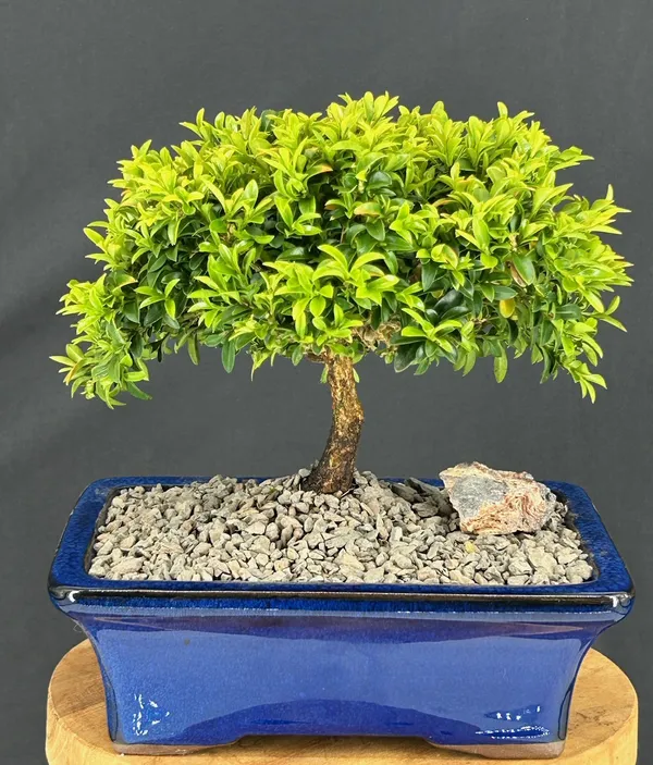 Littleleaf Boxwood Bonsai, 10 Years Old (Buxus microphylla 'Compacta')