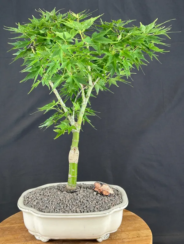 Mikawa Yatsubusa Japanese Maple Bonsai, 14 Years Old (Acer palmatum)