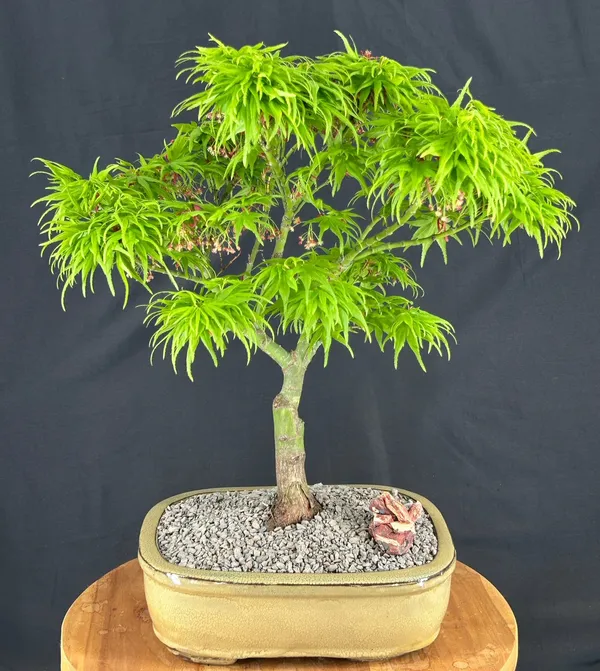 Mikawa Yatsubusa Japanese Maple Bonsai, 22 Years Old, 20 Inches Tall (Acer palmatum)