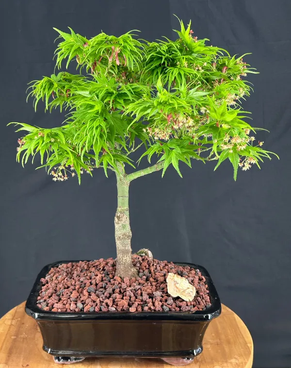 Mikawa Yatsubusa Japanese Maple Bonsai, 20 Years Old, 18 Inches Tall (Acer palmatum)