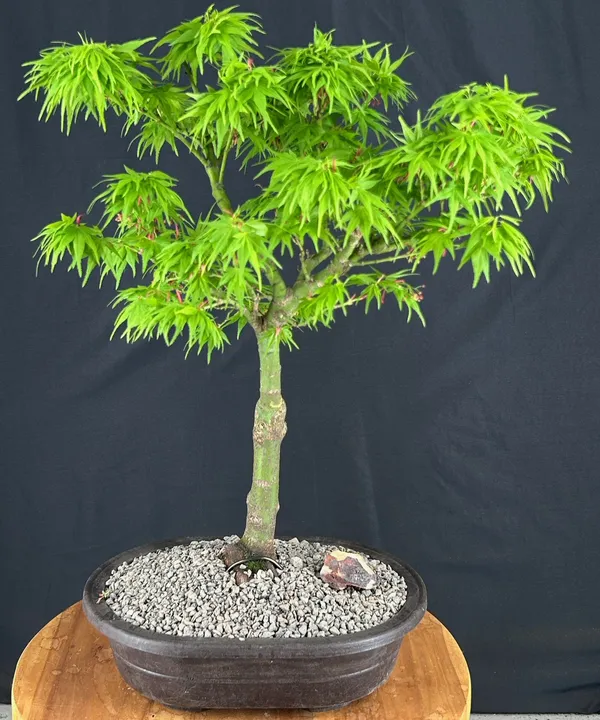 Mikawa Yatsubusa Japanese Maple Bonsai, 21 Years Old, 22 Inches Tall (Acer palmatum)