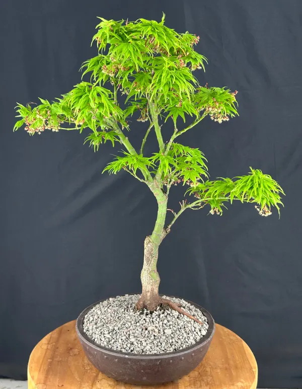 Mikawa Yatsubusa Japanese Maple Bonsai, 24 Years Old, 22 Inches Tall (Acer palmatum)