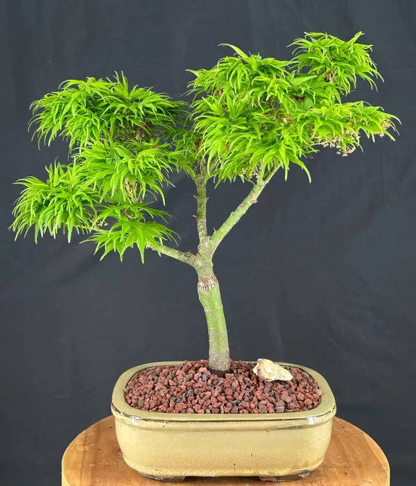 Mikawa Yatsubusa Japanese Maple Bonsai, 26 Years Old (Acer palmatum)