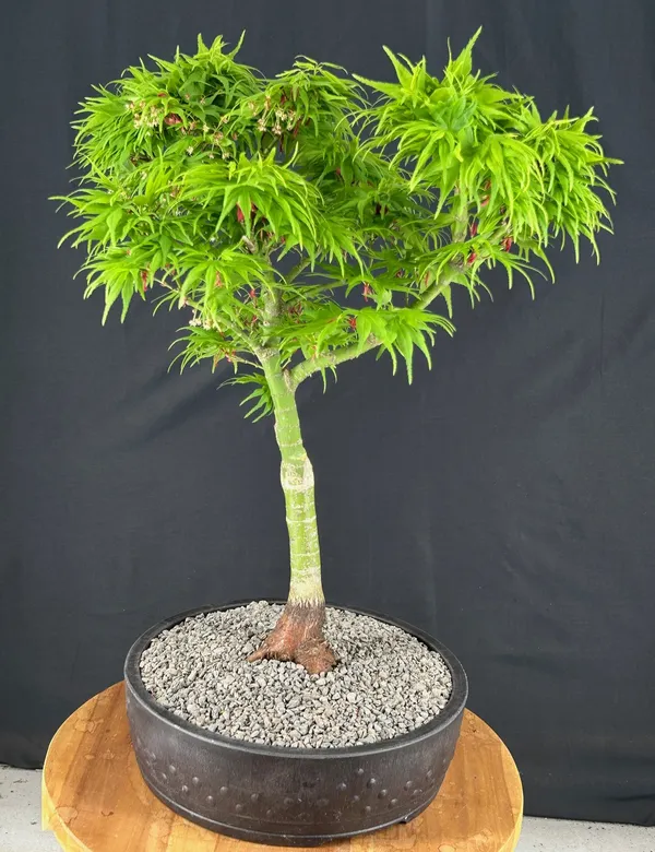 Mikawa Yatsubusa Japanese Maple Bonsai, 24 Years Old, 23 Inches Tall (Acer palmatum)