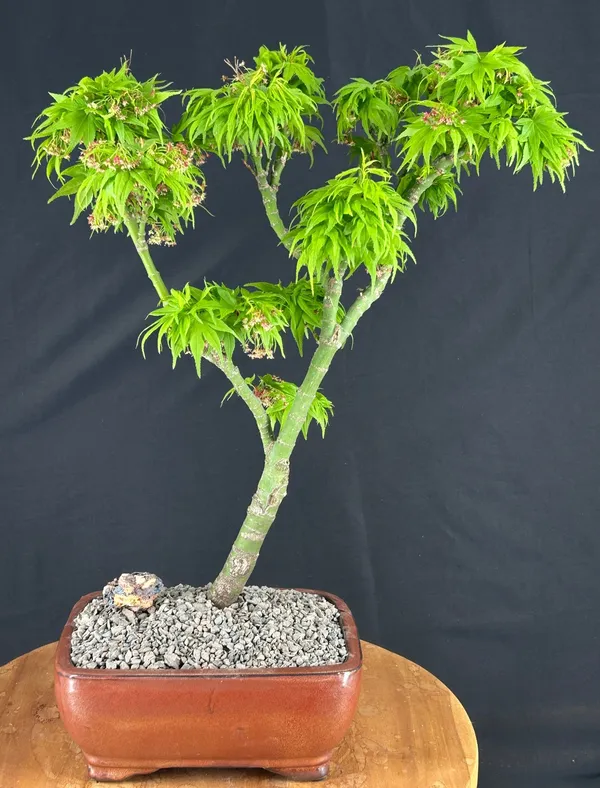 Mikawa Yatsubusa Japanese Maple Bonsai, 24 Years Old, 19 Inches Tall (Acer palmatum)