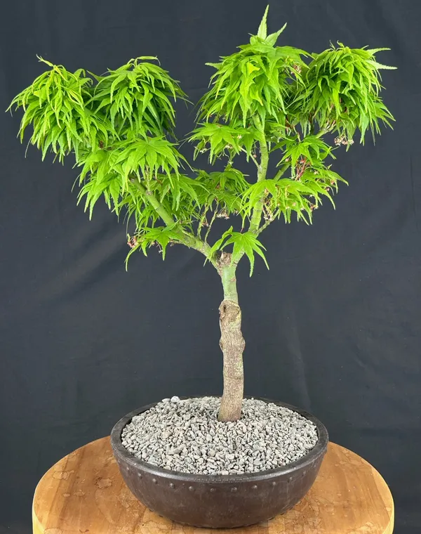 Mikawa Yatsubusa Japanese Maple Bonsai, 23 Years Old (Acer palmatum)