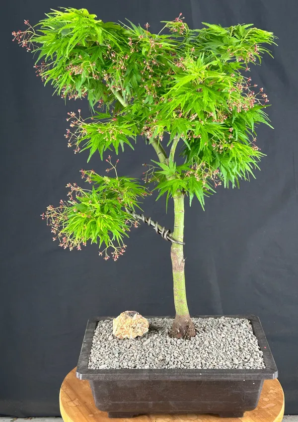 Mikawa Yatsubusa Japanese Maple Bonsai, 22 Years Old, 25 Inches Tall (Acer palmatum)