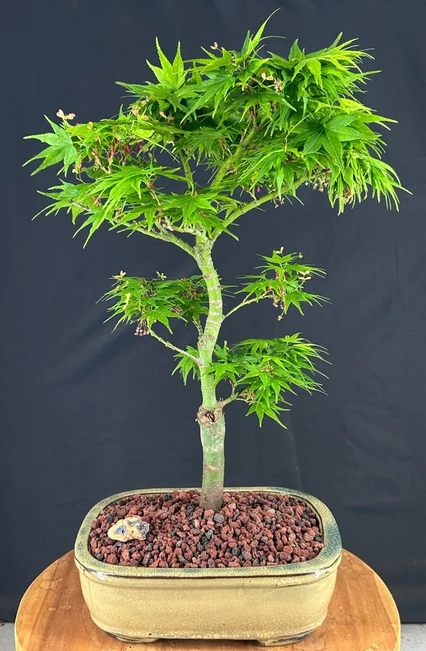 Mikawa Yatsubusa Japanese Maple Bonsai, 19 Years Old (Acer palmatum)