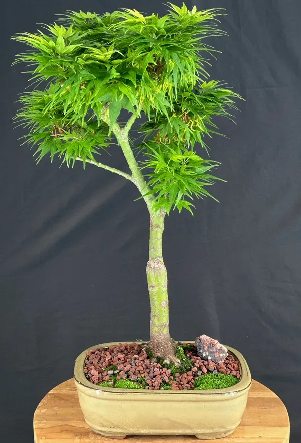 Mikawa Yatsubusa Japanese Maple Bonsai, 20 Years Old, 24 Inches Tall (Acer palmatum)