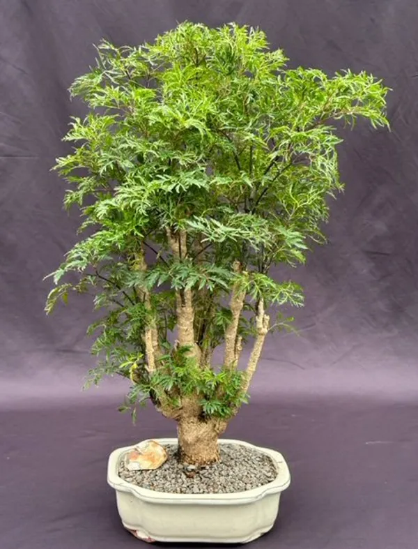 Ming Aralia Bonsai, 12 Years Old (Polyscias fruticosa)