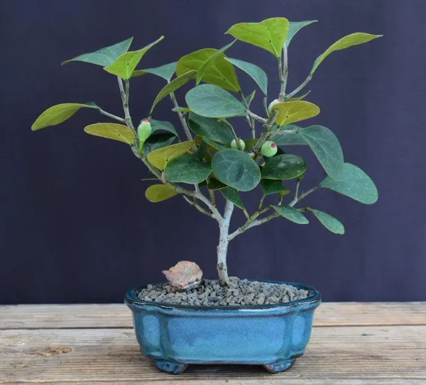 Small Mistletoe Fig Bonsai, 5 Years Old (Ficus diversifolia)