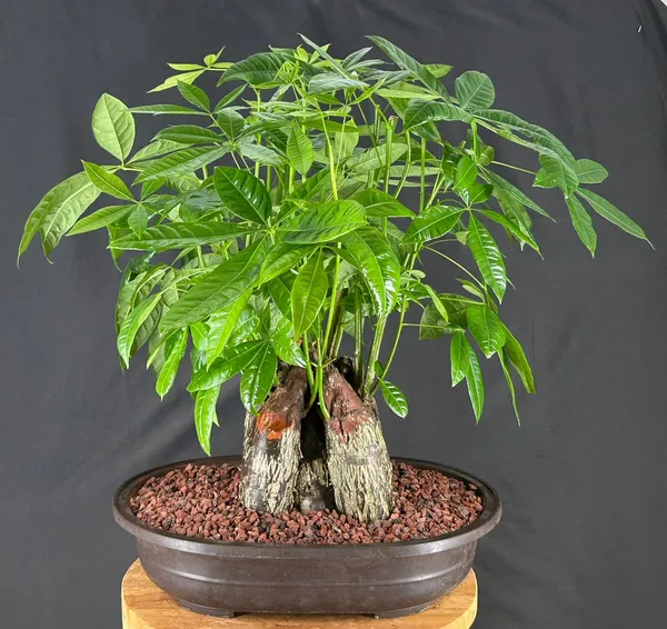 Money Tree Bonsai, Braided Trunks, 19 Years Old (Pachira aquatica)