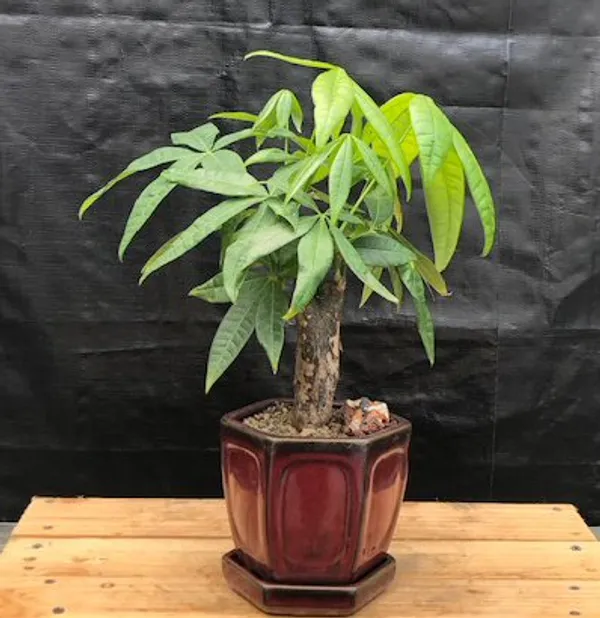 Money Bonsai, Stump Style, 12 Years Old (Pachira aquatica)