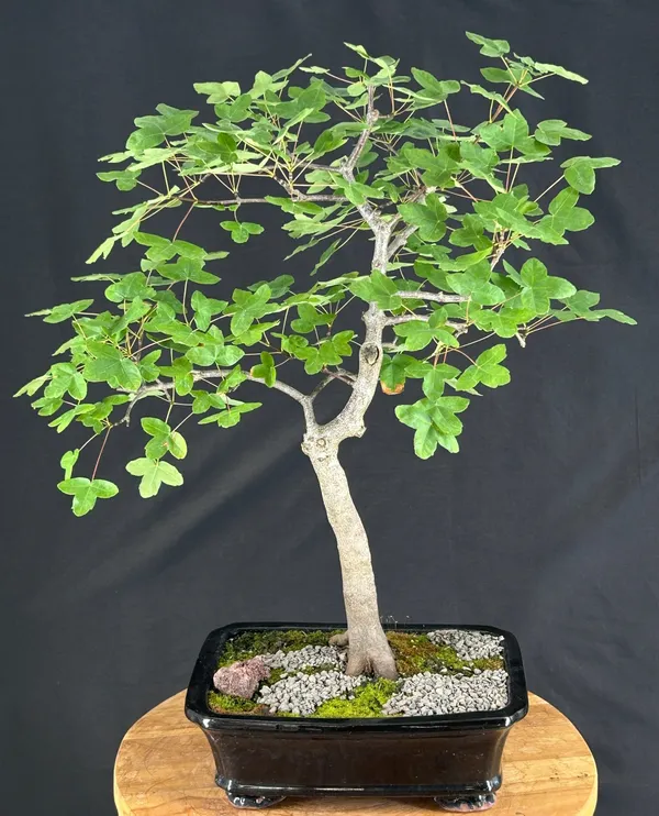 Montpellier Maple Bonsai, 25 Years Old (Acer monspessulanum)