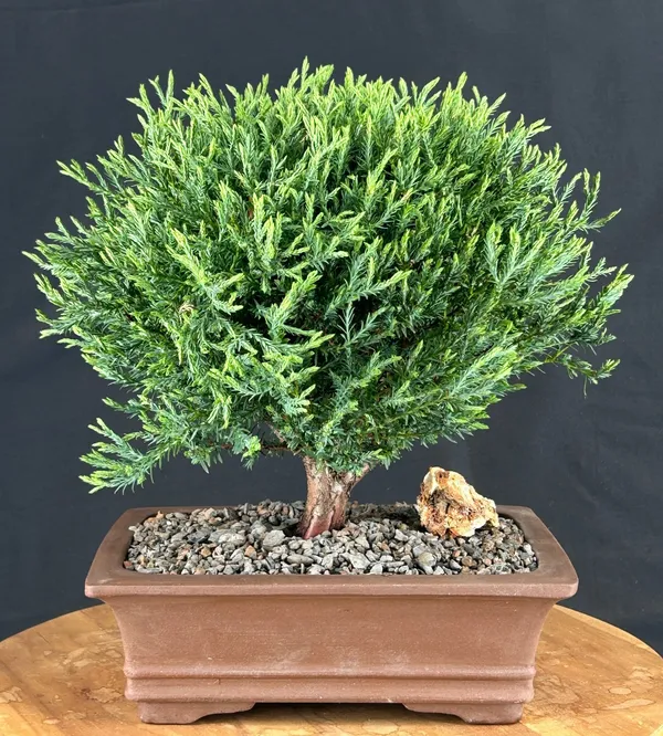 Mr. Bowling Ball Arborvitae Bonsai, 13 Years Old, 13 Inches Tall (Thuja occidentalis 'Bobozam')