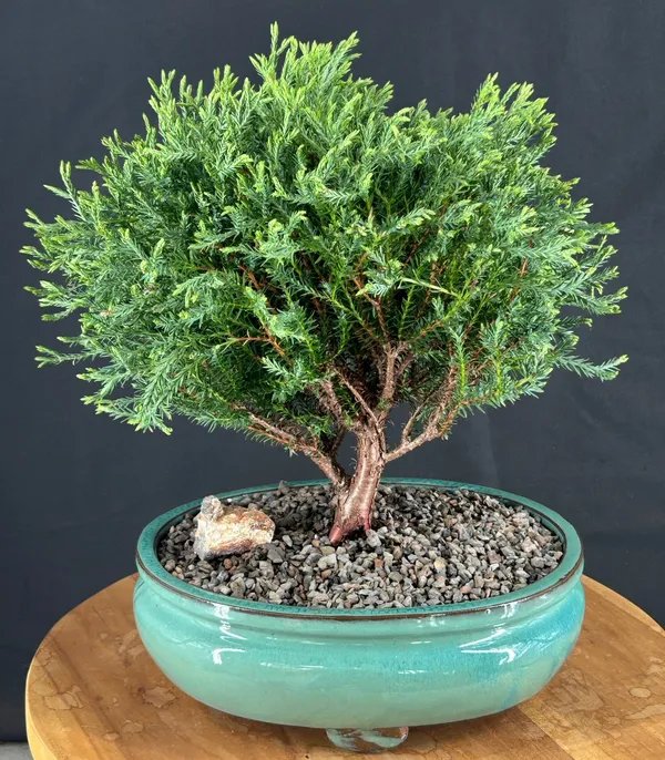 Mr. Bowling Ball Arborvitae Bonsai, 13 Years Old, 14 Inches Tall (Thuja occidentalis 'Bobozam')