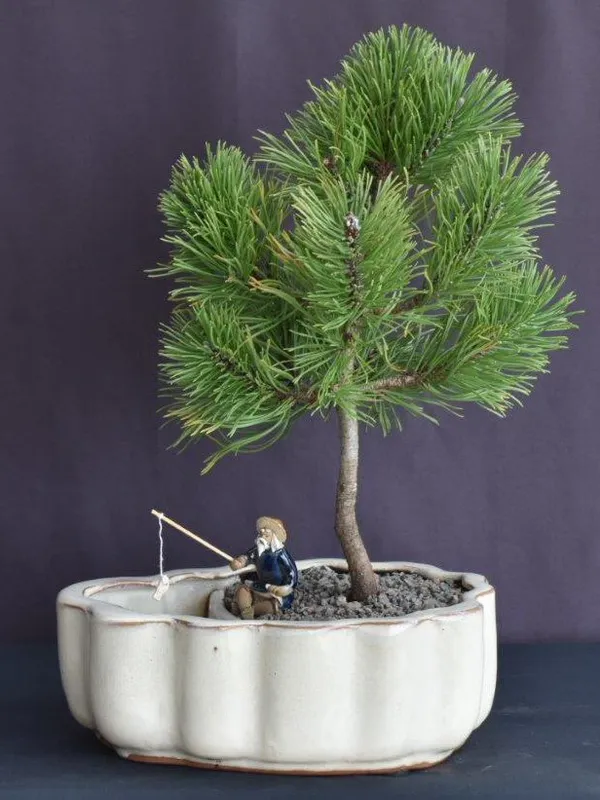 Mugo Pine Bonsai, Land and Water Pot, 7 Years Old (Pinus mugo 'Valley Cushion')