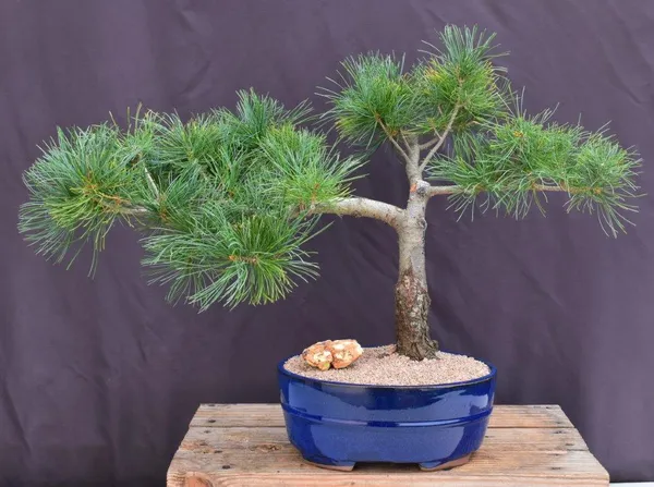 Mugo Pine Bonsai, 39 Years Old (Pinus mugo 'Valley Cushion')