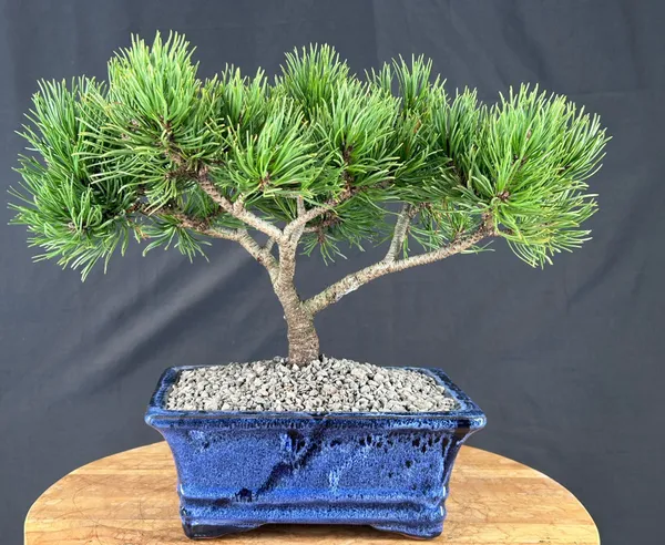 Mugo Pine Bonsai, 16 Years Old (Pinus mugo 'Valley Cushion')