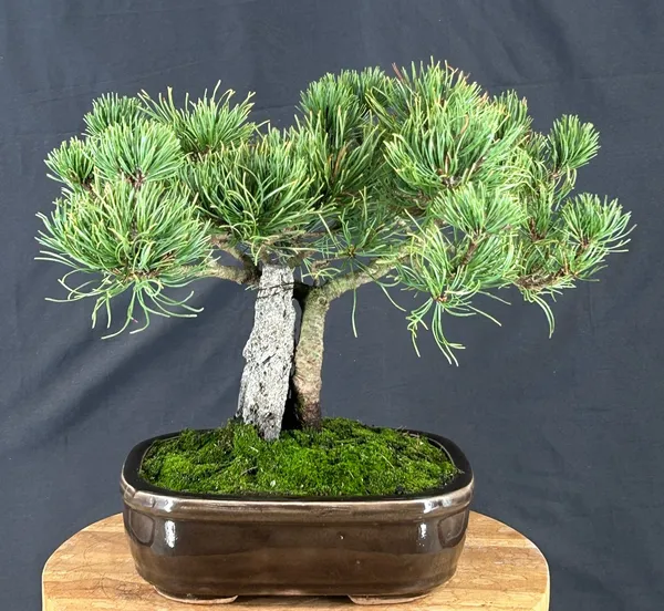 Mugo Pine Bonsai, 16 Years Old (Pinus mugo 'Valley Cushion')