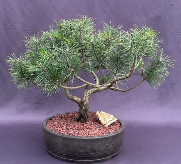 Mugo Pine Bonsai, 43 Years Old (Pinus mugo 'Valley Cushion')
