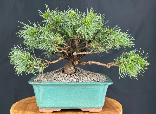 Mugo Pine Bonsai, 23 Years Old, 13 Inches Tall (Pinus mugo 'Valley Cushion')