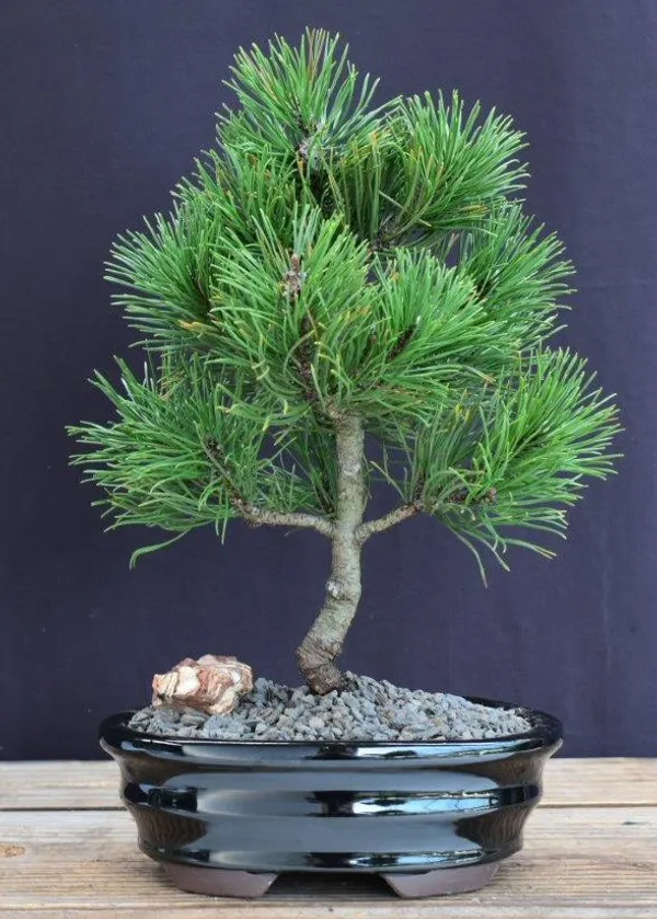 Small Mugo Pine Bonsai, 5 Years Old (Pinus mugo 'Valley Cushion')