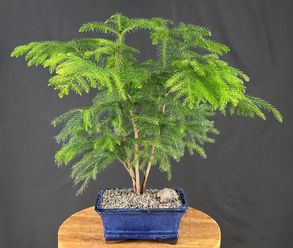 Norfolk Island Pine Bonsai, 10 Years Old (Araucaria heterophila)