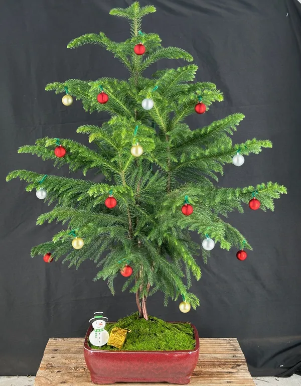 Norfolk Island Pine Bonsai with Holiday Decorations, 22 Years Old (Araucaria heterophila)