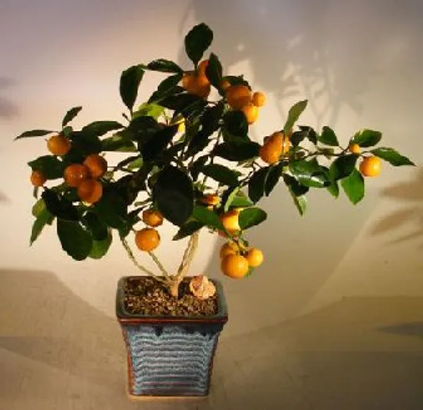 Orange Citrus Bonsai, 11 Years Old (Citrus × microcarpa)