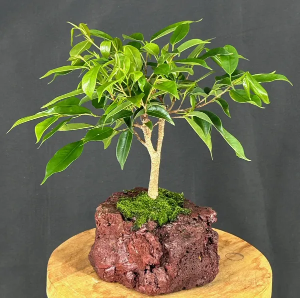 Oriental Ficus In Lava Rock Bonsai, 5 Years Old (Ficus benjamina 'Orientalis')