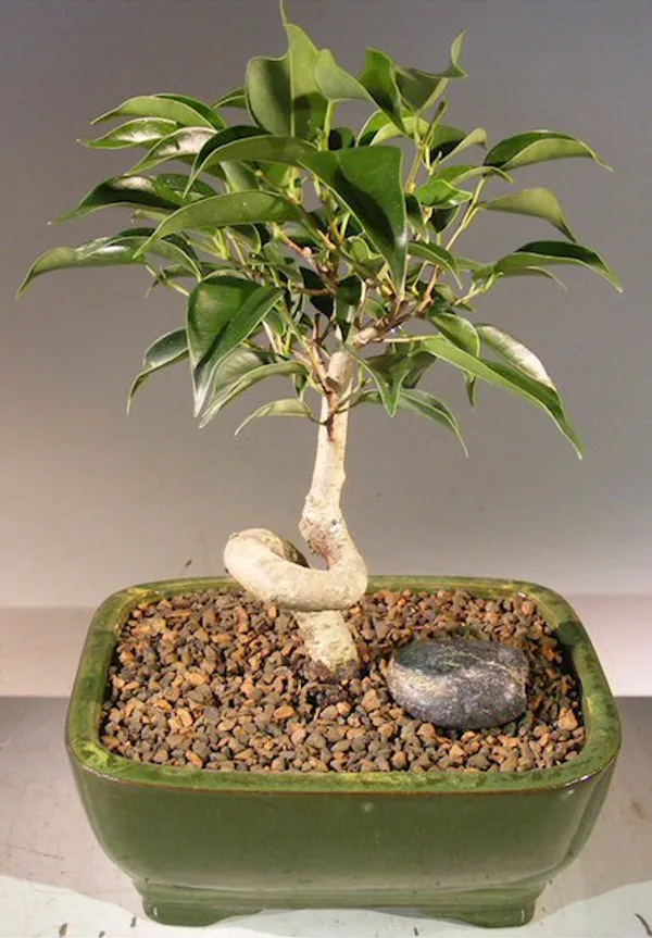 Small Oriental Ficus Bonsai, Coiled Trunk, 6 Years Old (Ficus benjamina 'Orientalis')