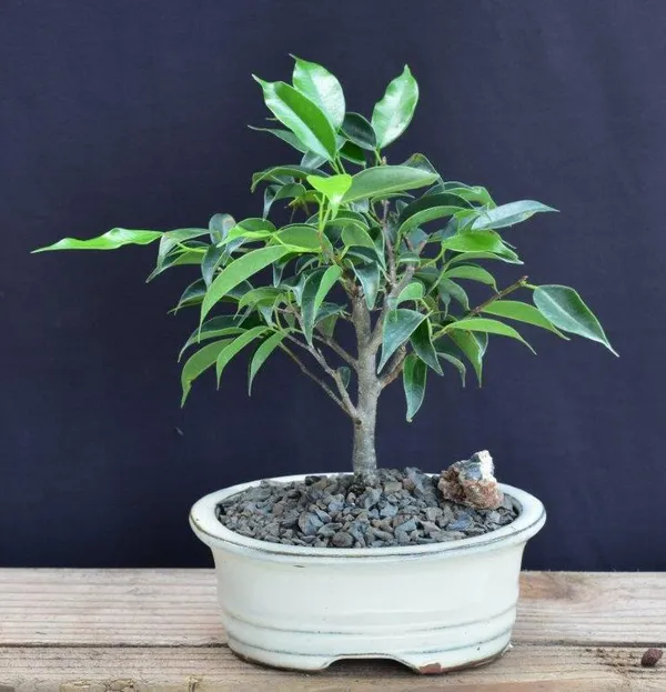 Small Oriental Ficus Bonsai, 5 Years Old (Ficus benjamina 'Orientalis')