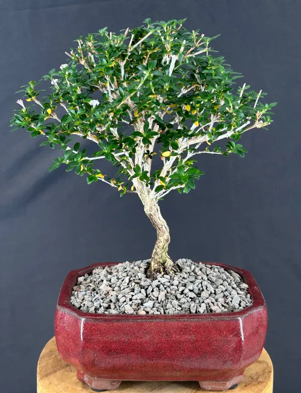 Outer Variegated Red Stem Serissa Bonsai, 6 Years Old (Serissa foetida)
