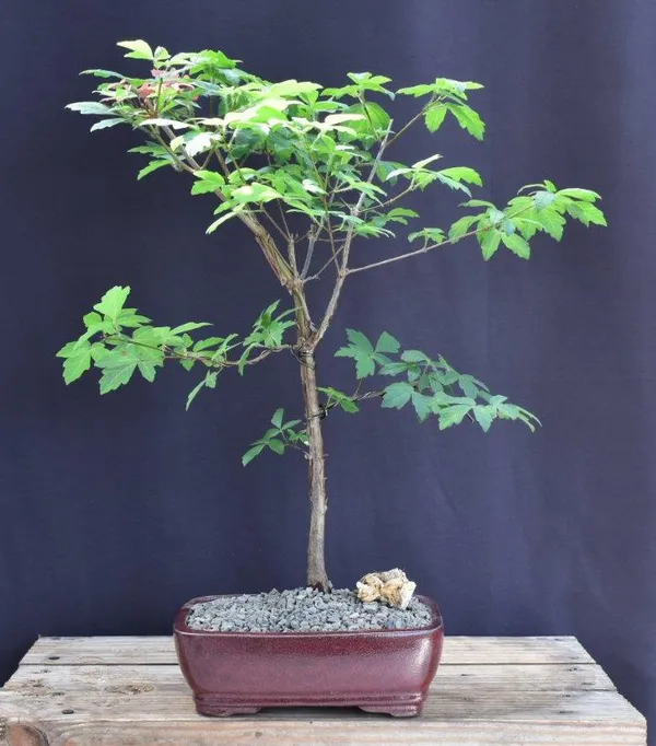 Paperbark Maple Bonsai, 14 Years Old (Acer griseum)