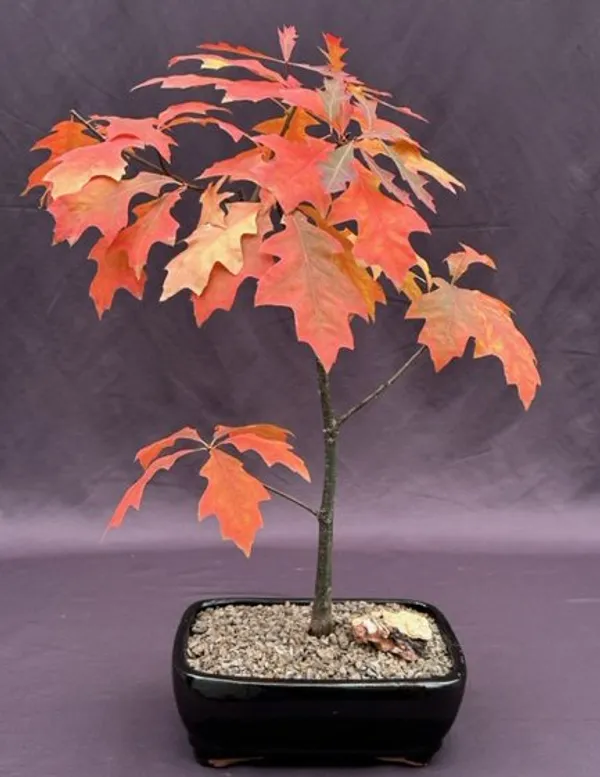 Pin Oak Bonsai, 18 Years Old (Quercus palustris)
