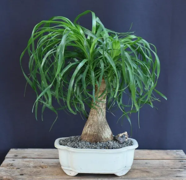 Medium Ponytail Palm Bonsai, 7 Years Old (Beaucarnea recurvata)