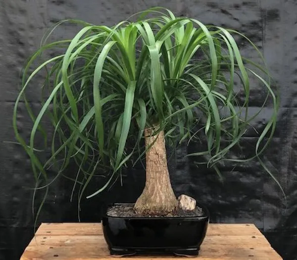 Large Ponytail Palm Bonsai, 10 Years Old (Beaucarnea recurvata)