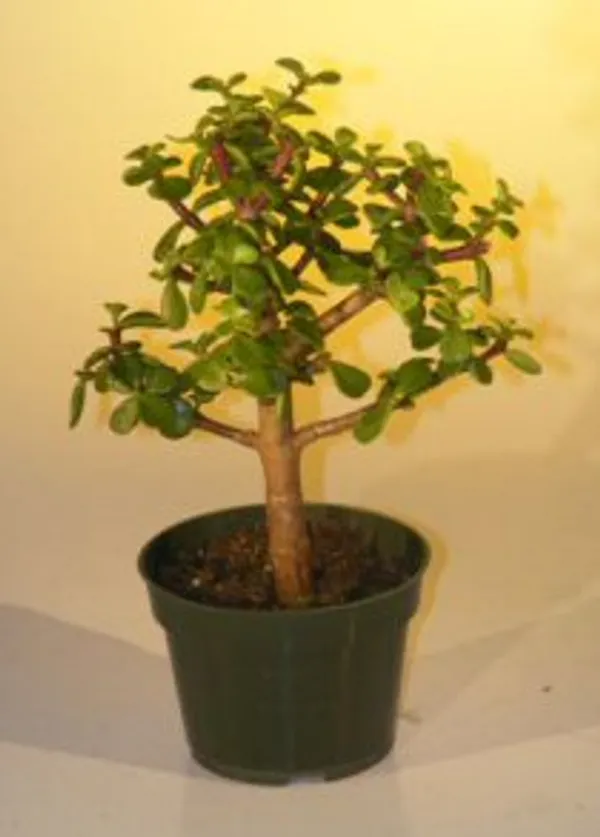 Medium Pre Baby Jade Bonsai, 5 Years Old (Portulacaria afra)