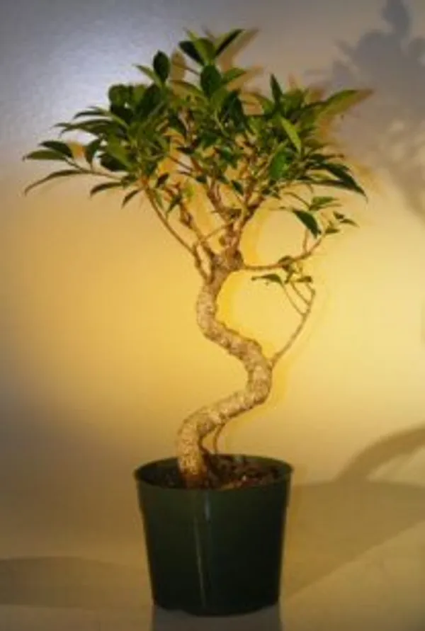 Large Pre Ficus Retusa Bonsai, Curved Trunk, 8 Years Old (Ficus retusa)